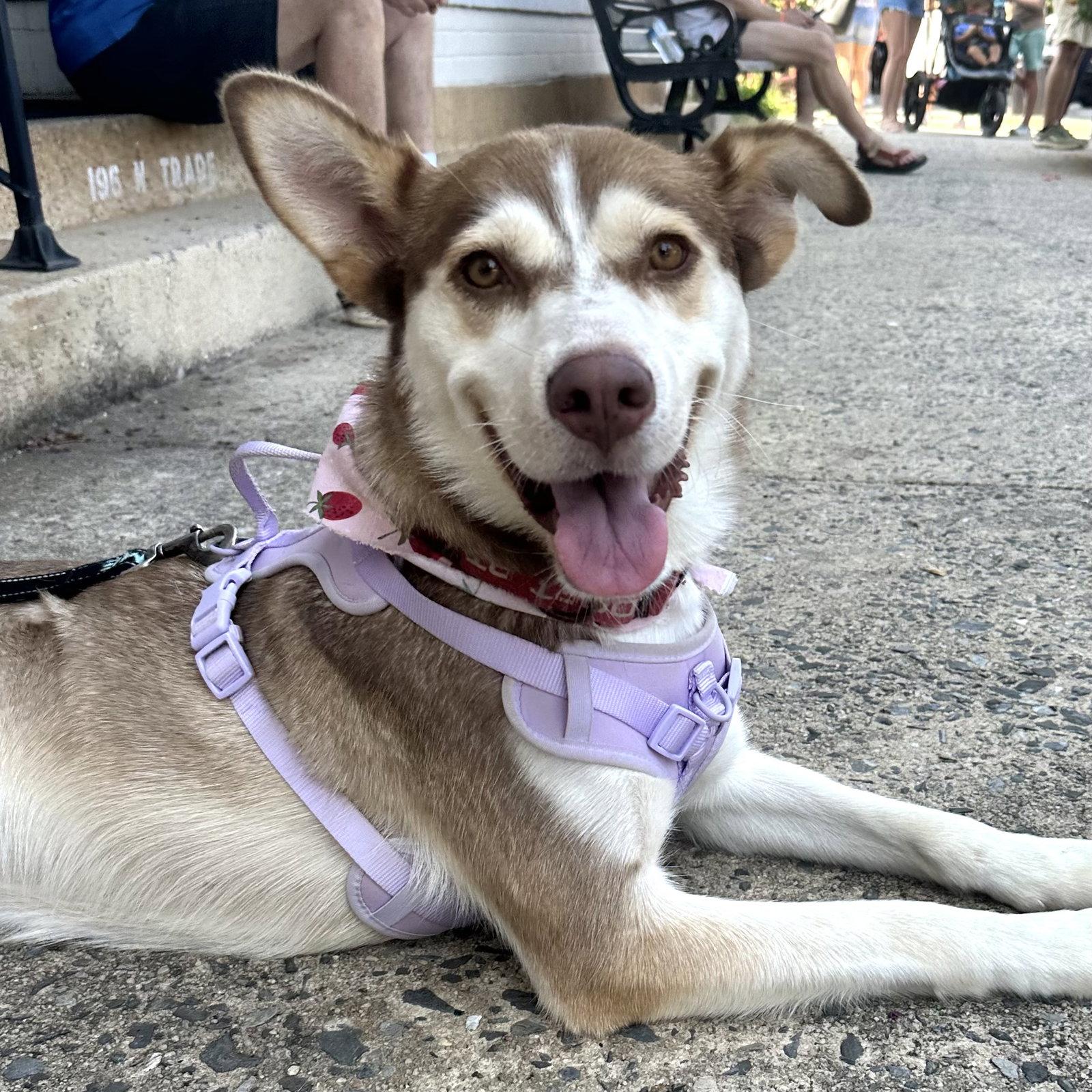 Fern, Adoptable, Adult Female Siberian Husky.