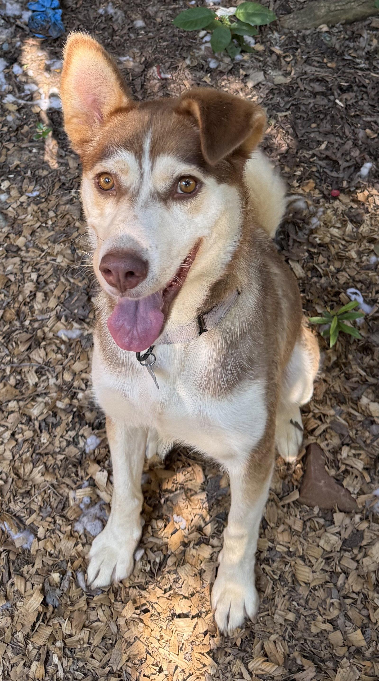 Fern, a Adoptable Siberian Husky in Charlotte, NC image 2/3
