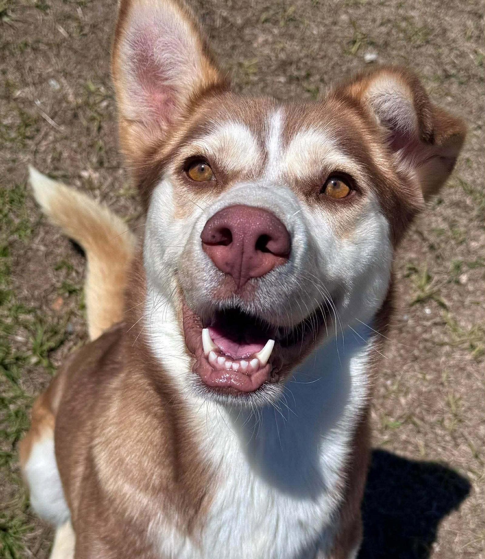 Fern, a Adoptable Siberian Husky in Charlotte, NC image 3/3