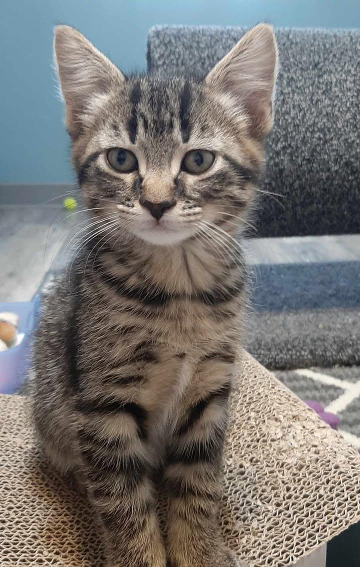 Enlarge Fudge, an adopted Domestic Short Hair in Webster City, IA image 1/1