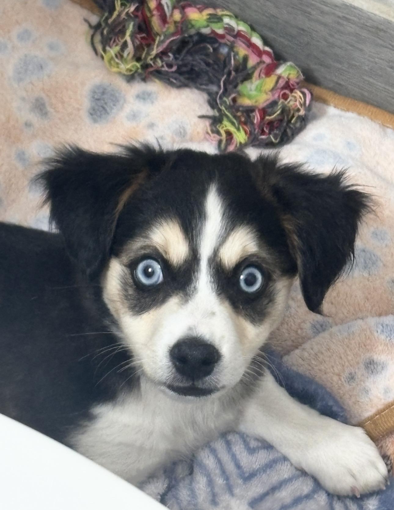 Enlarge Scotch, an adopted mixed breed in Rialto, CA image 1/2