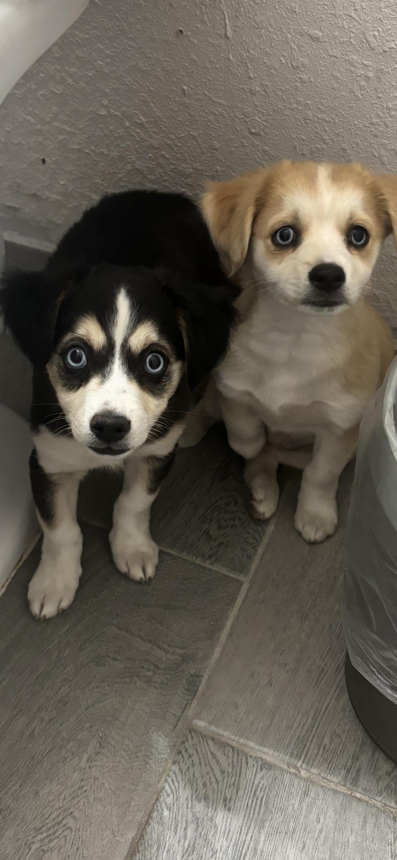 Enlarge Scotch, an adopted mixed breed in Rialto, CA image 2/2