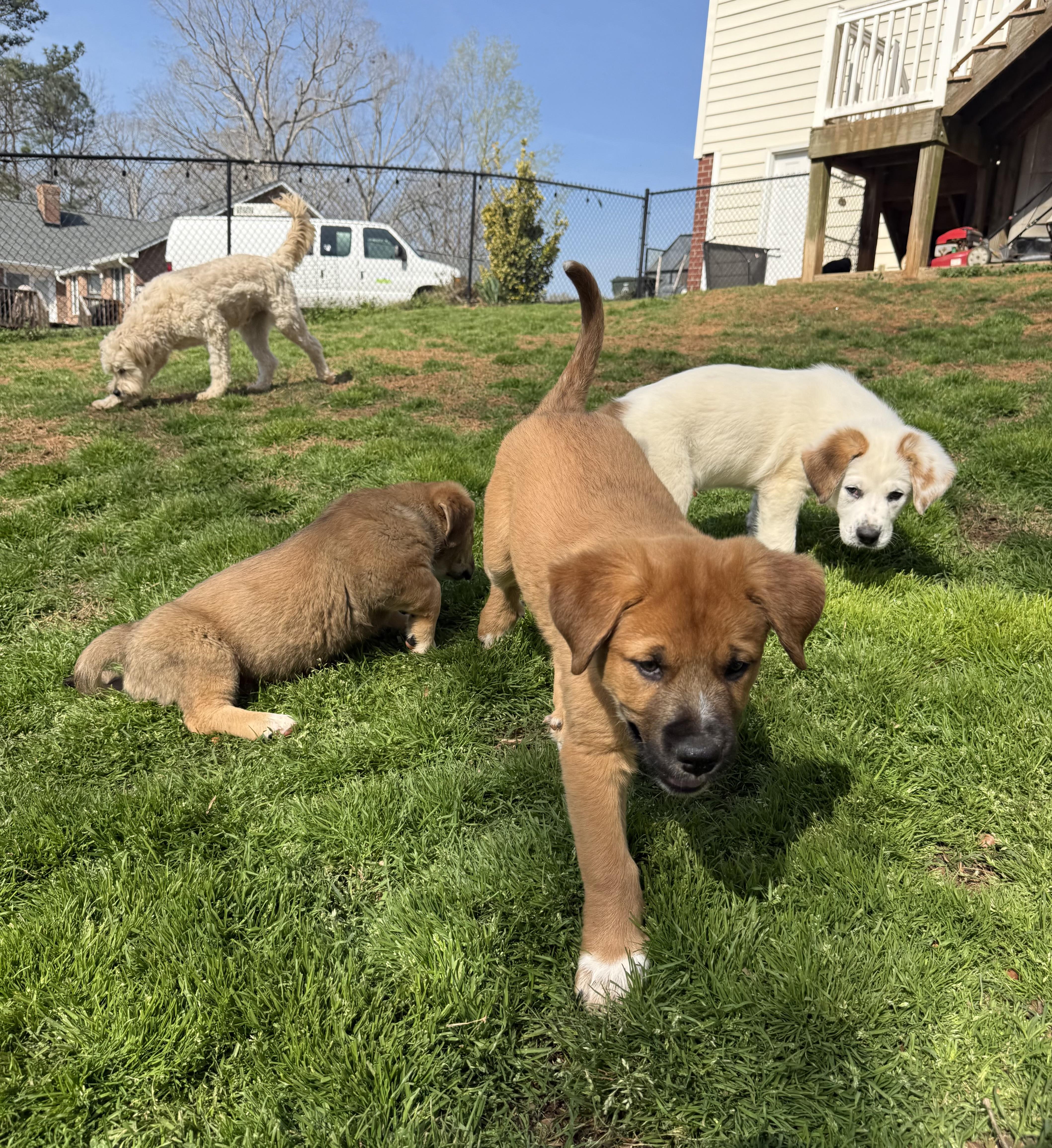 Claussen, a ADOPTABLE mixed breed in Kings Mountain, NC image 1/6