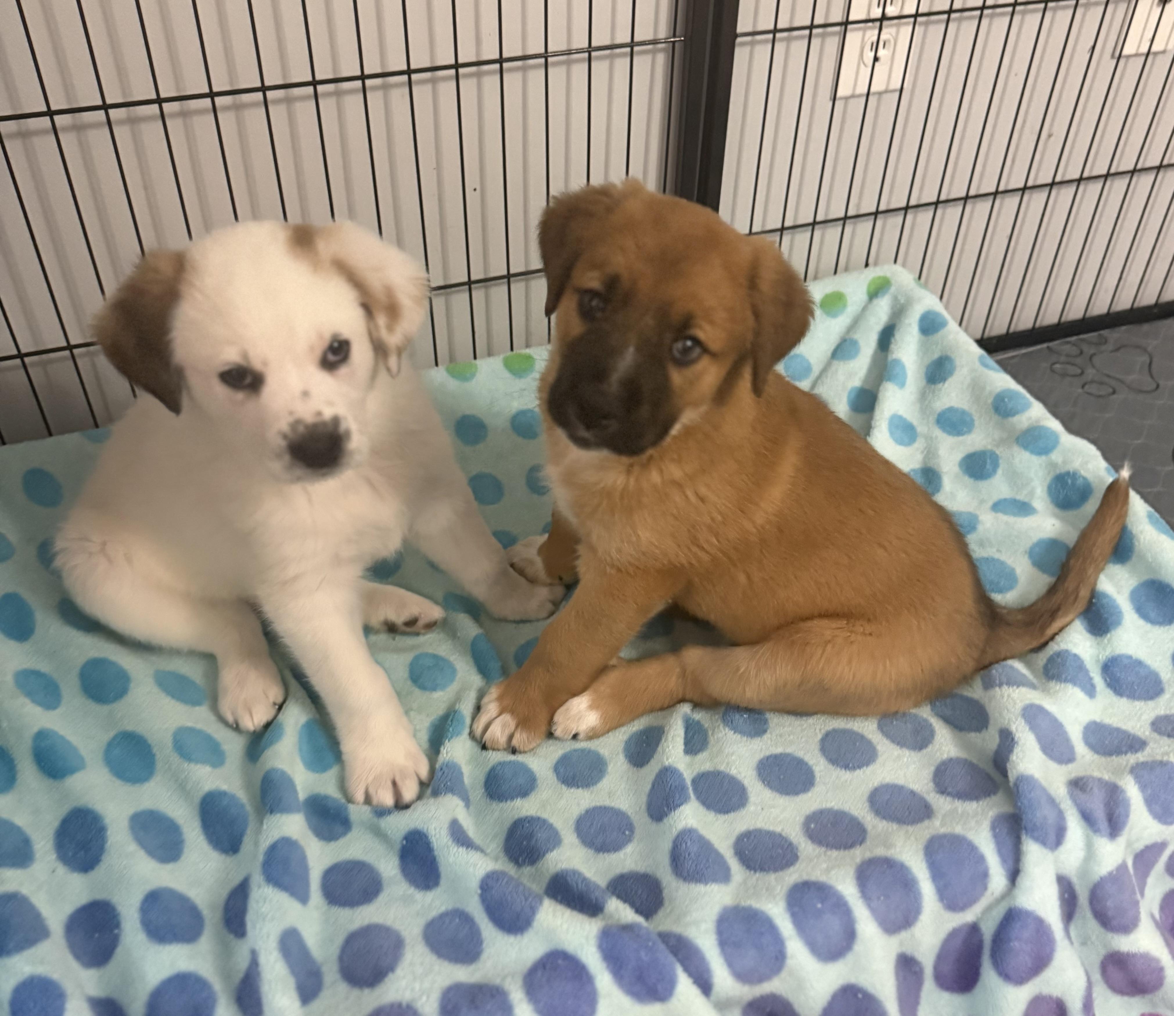 Claussen, a ADOPTABLE mixed breed in Kings Mountain, NC image 6/6