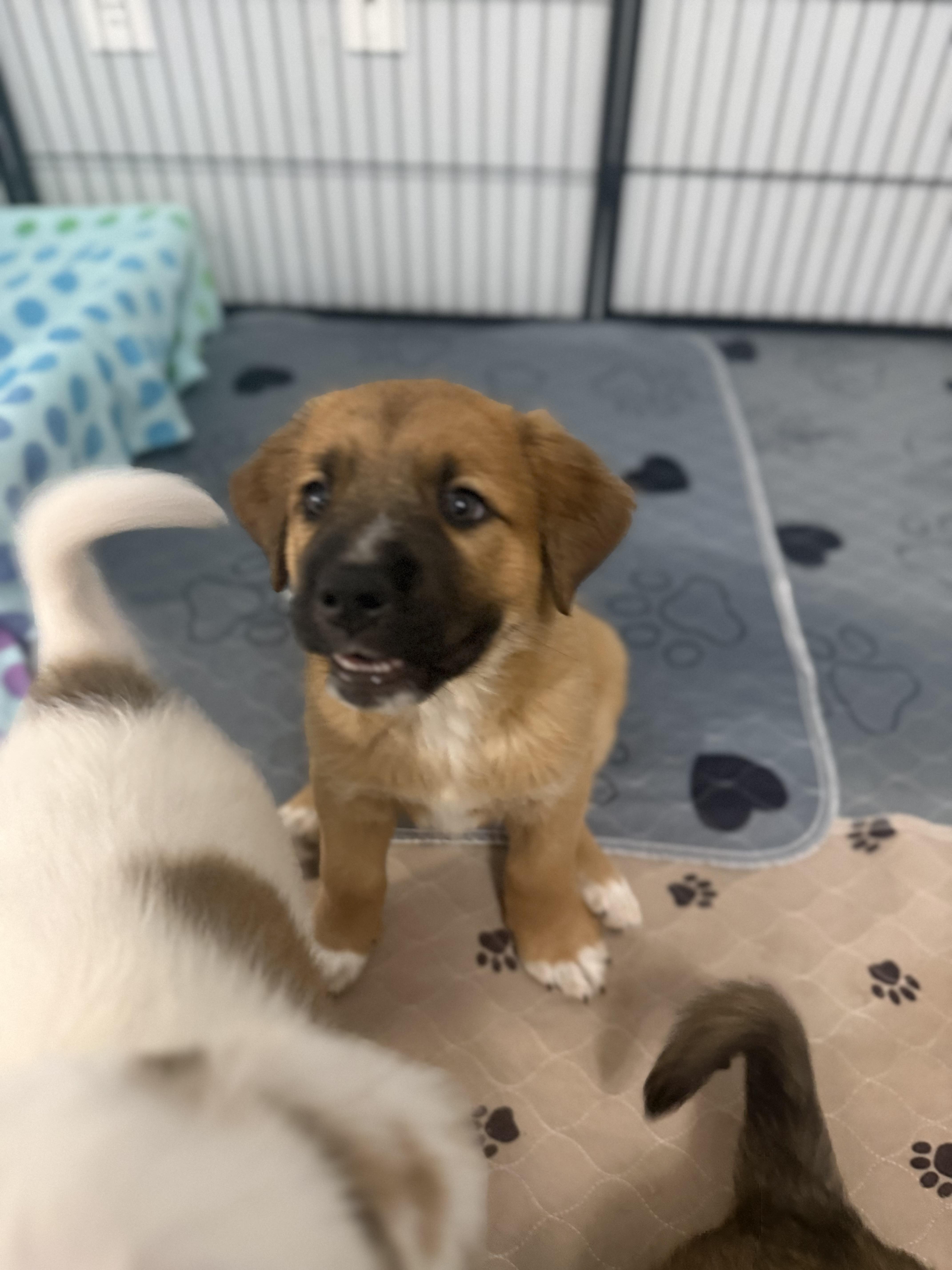 Claussen, a ADOPTABLE mixed breed in Kings Mountain, NC image 5/6