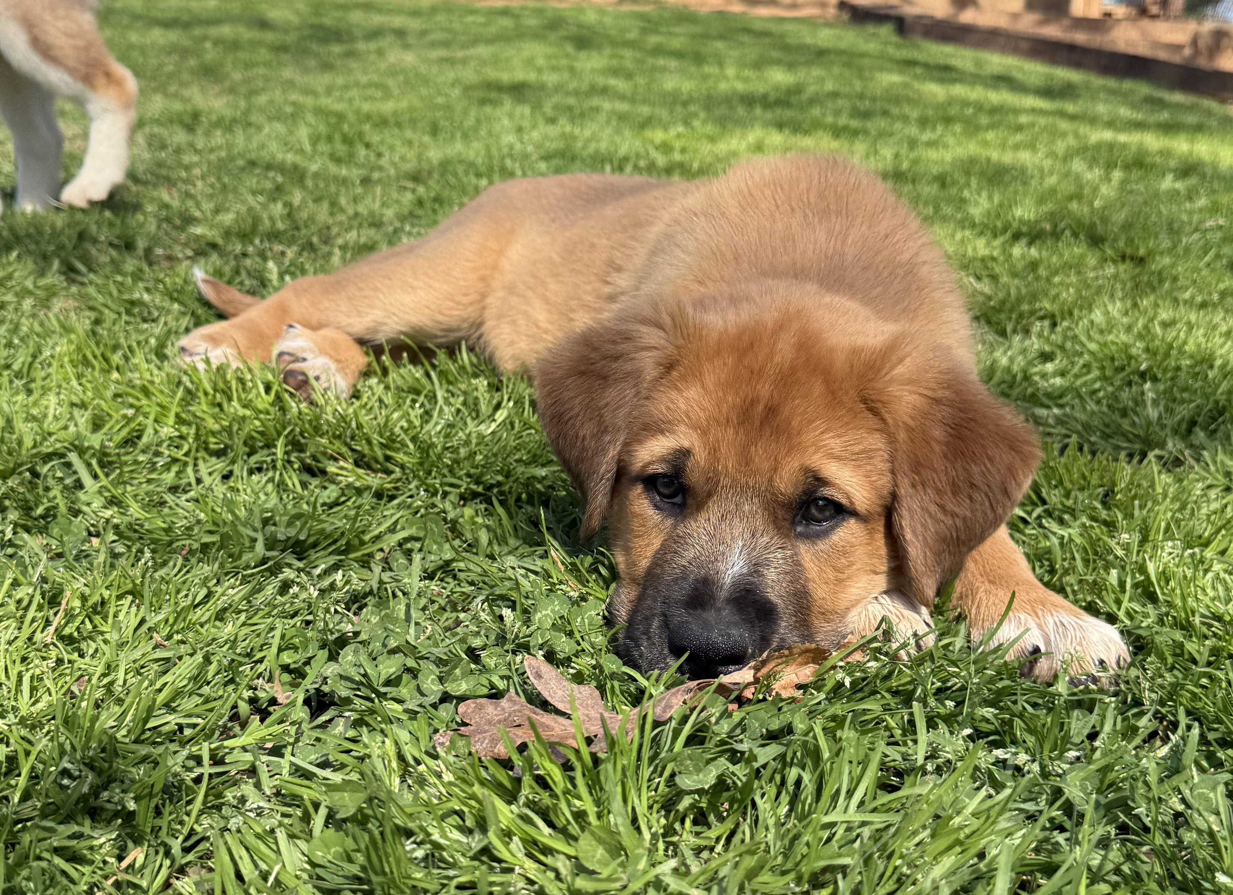 Claussen, a ADOPTABLE mixed breed in Kings Mountain, NC image 2/6
