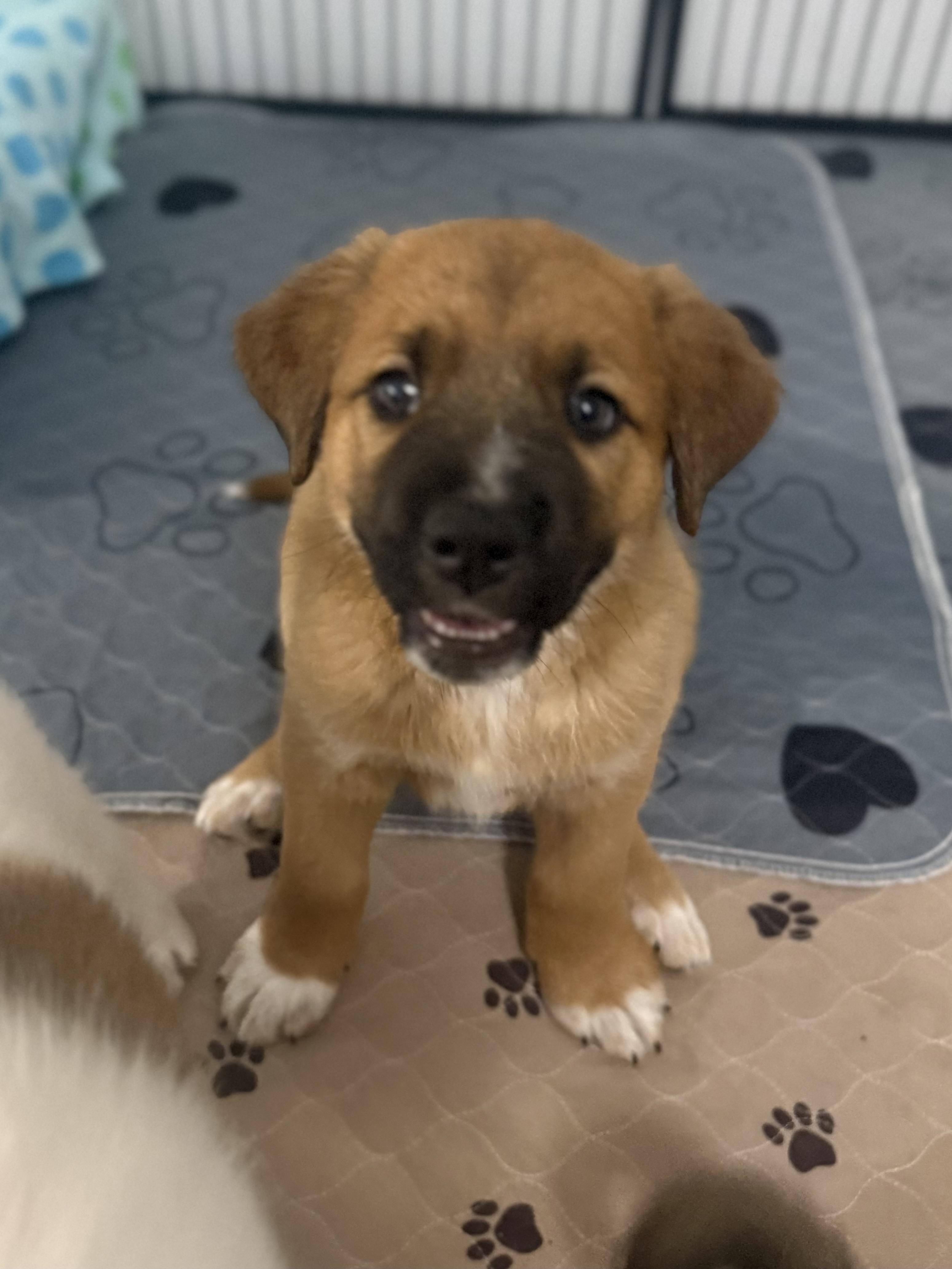 Claussen, a ADOPTABLE mixed breed in Kings Mountain, NC image 3/6
