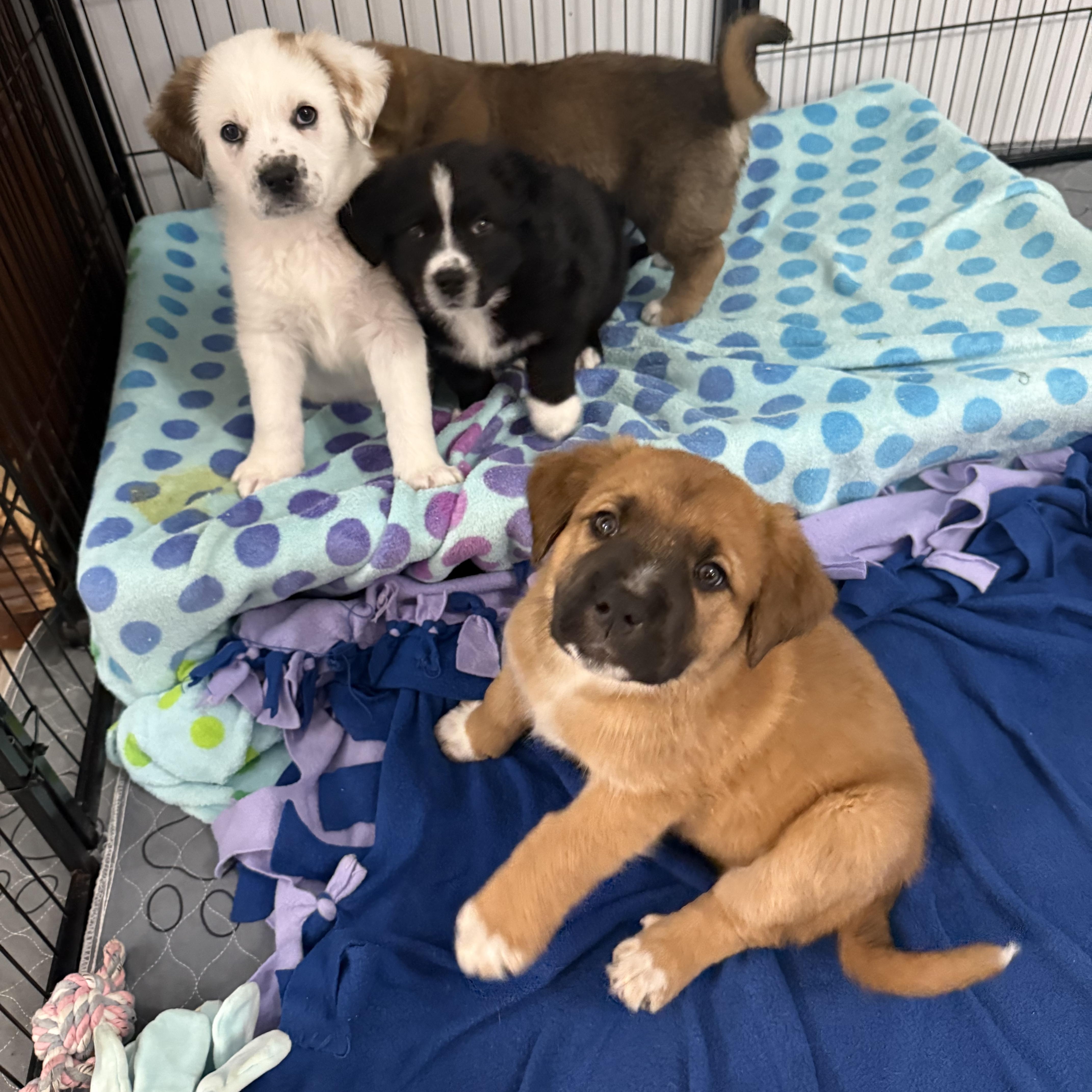 Claussen, a ADOPTABLE mixed breed in Kings Mountain, NC image 4/6