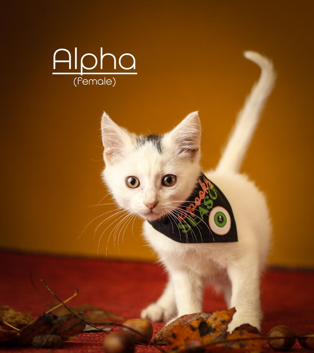 Enlarge Alpha, a ADOPTABLE Domestic Short Hair in Morganton, NC image 4/5