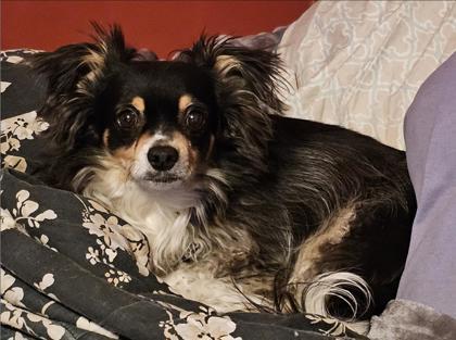 Enlarge Jujubee, a ADOPTABLE mixed breed in Downers Grove, IL image 1/3