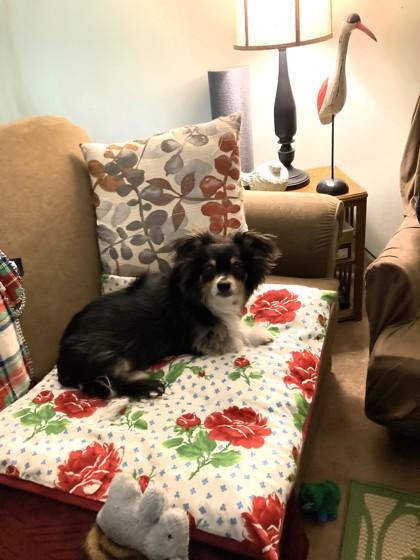 Enlarge Jujubee, a ADOPTABLE mixed breed in Downers Grove, IL image 3/3