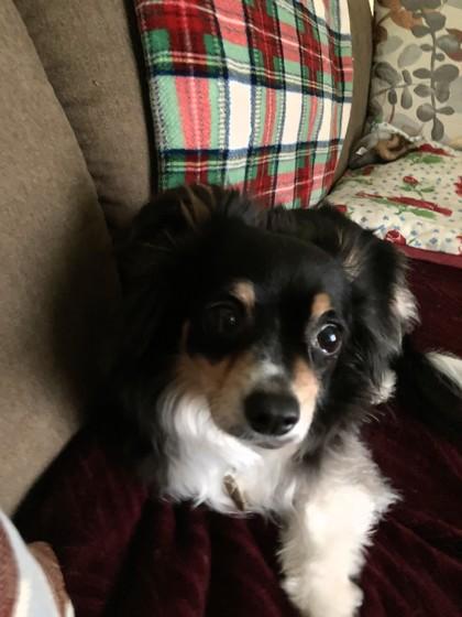 Enlarge Jujubee, a ADOPTABLE mixed breed in Downers Grove, IL image 2/3