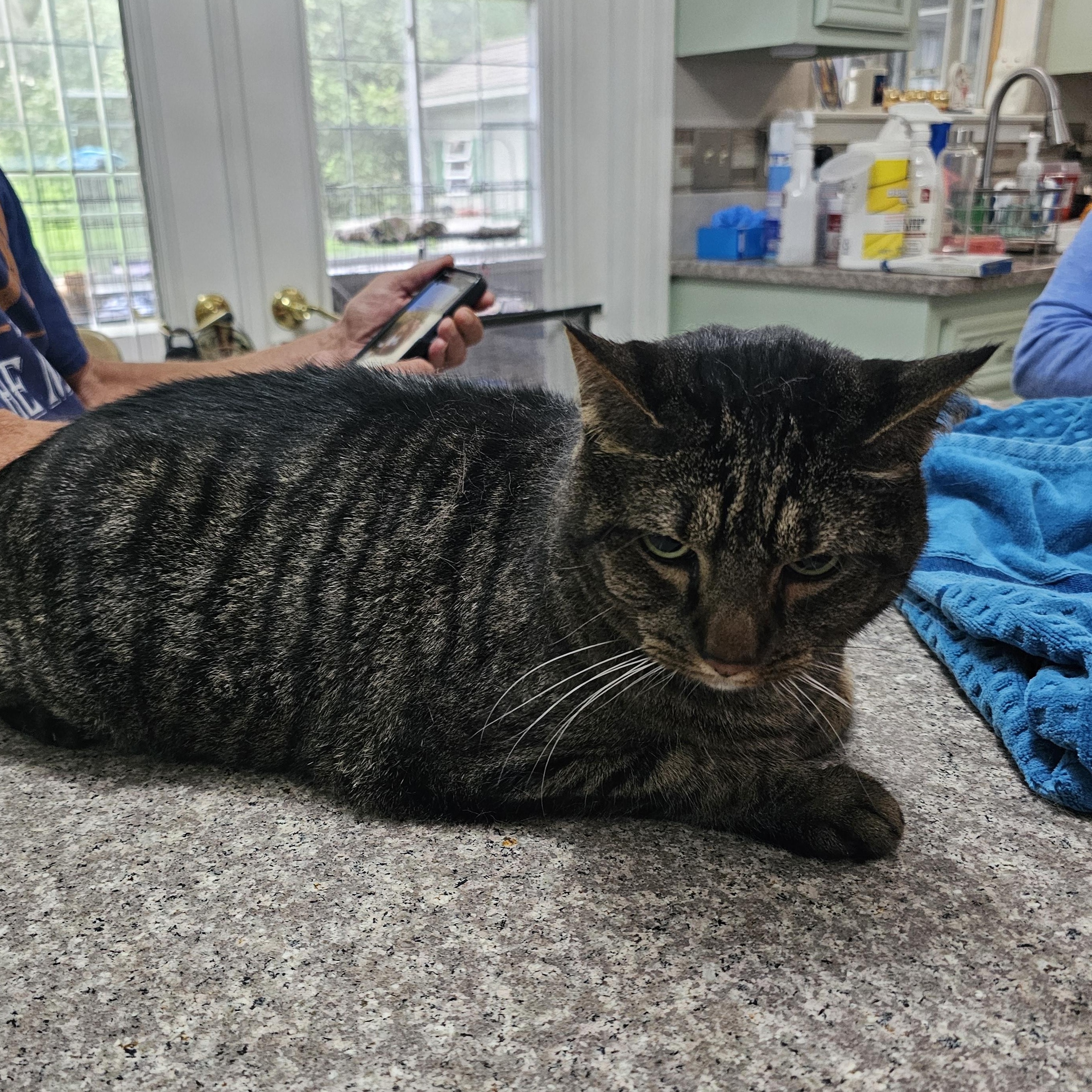Enlarge Grayson, a Adopted Domestic Short Hair in Allentown, PA image 3/4
