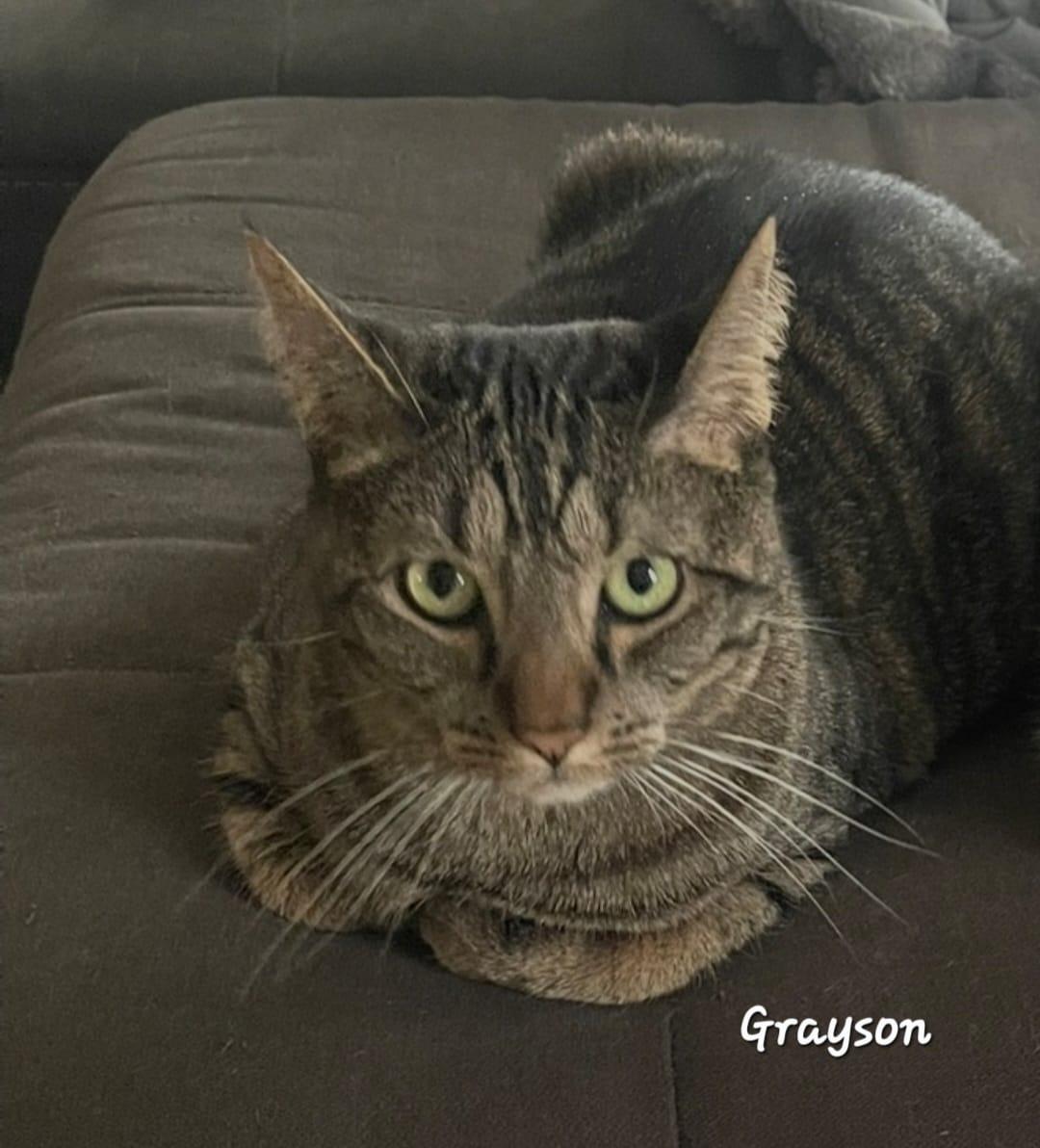Grayson, Adopted, Adult Male Domestic Short Hair.