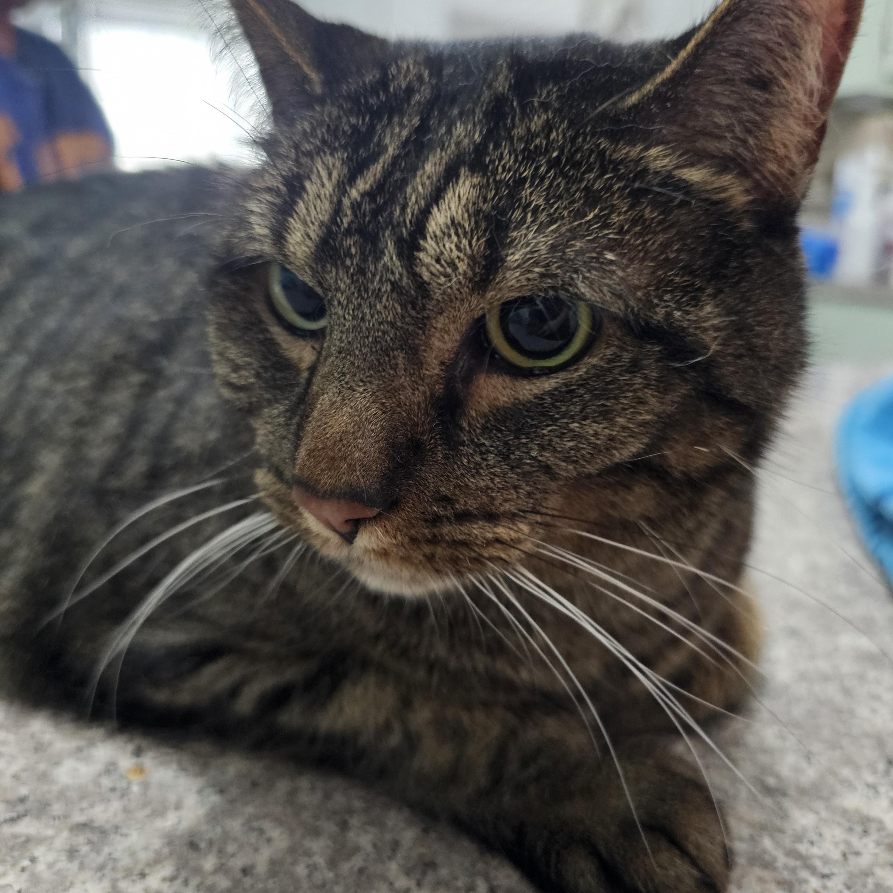 Enlarge Grayson, a Adopted Domestic Short Hair in Allentown, PA image 4/4