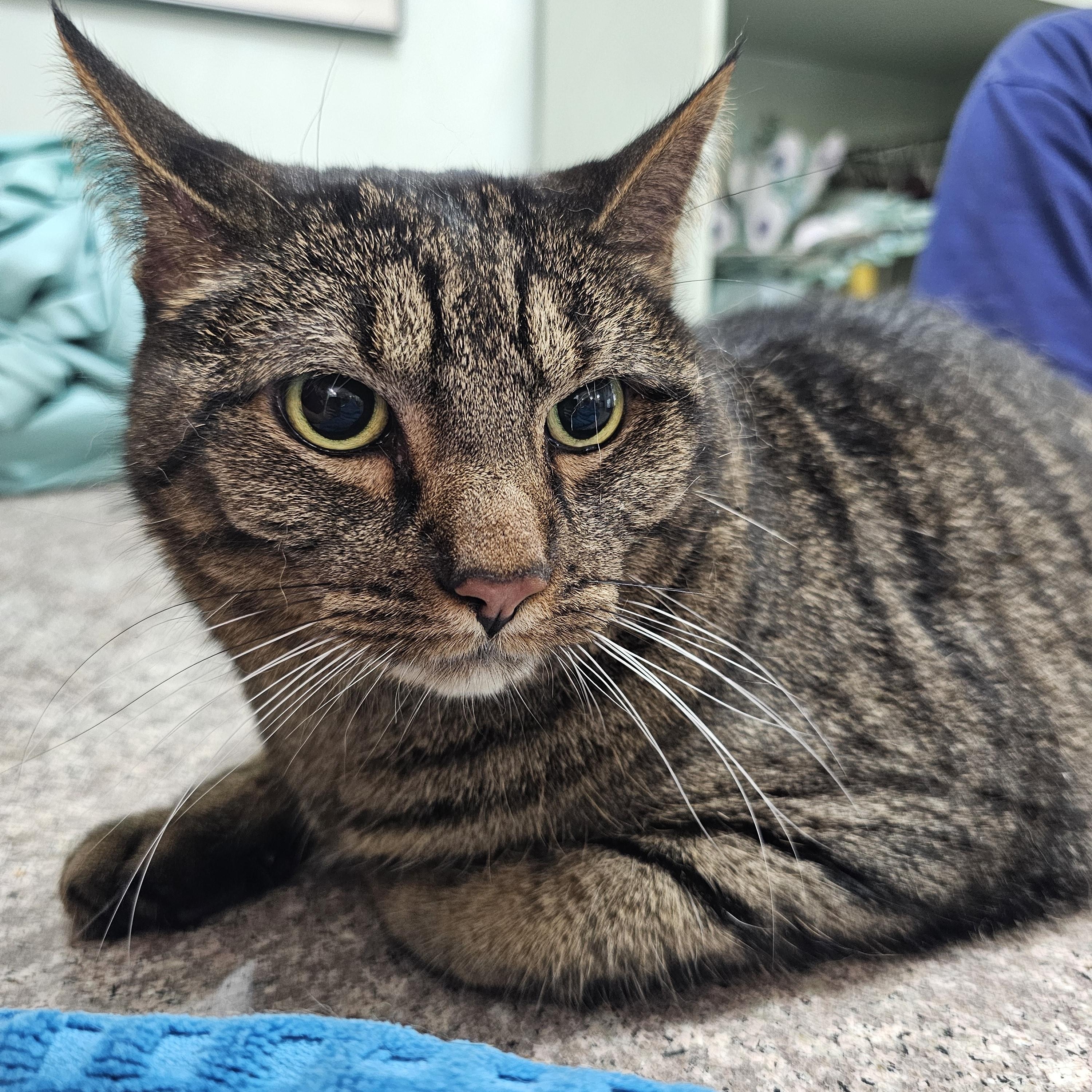 Enlarge Grayson, a Adopted Domestic Short Hair in Allentown, PA image 2/4