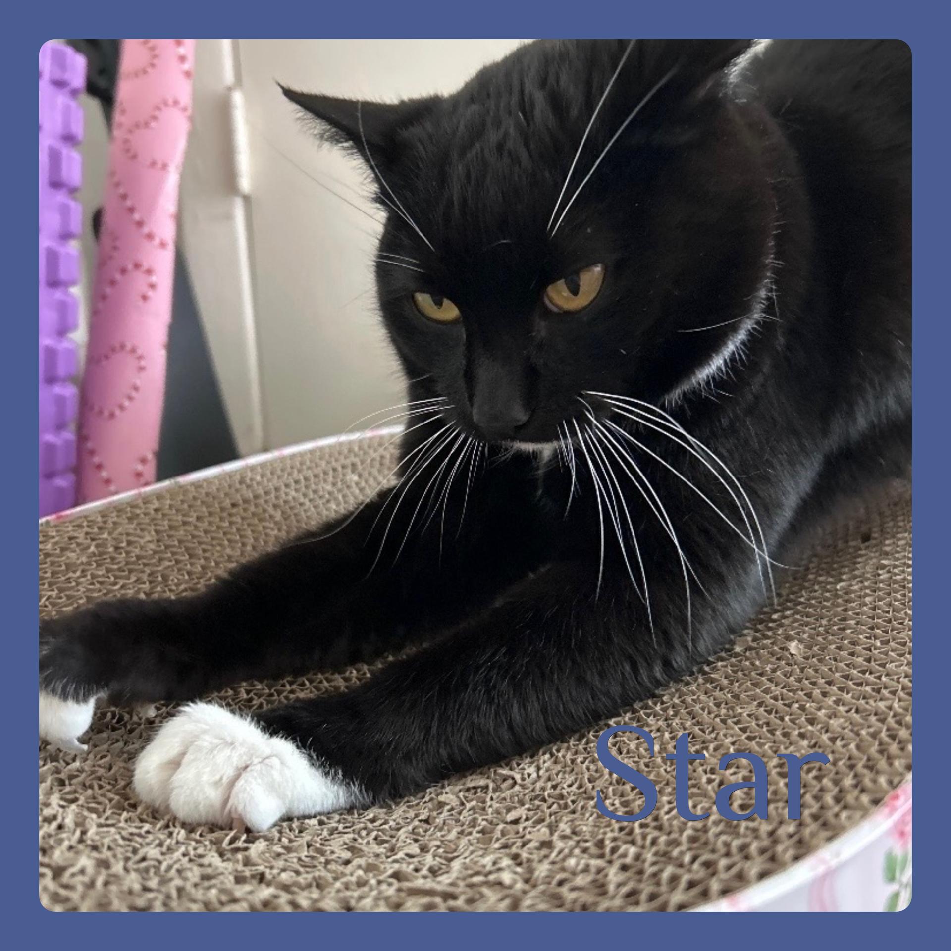 STAR, ADOPTABLE, Adult Female Tuxedo.