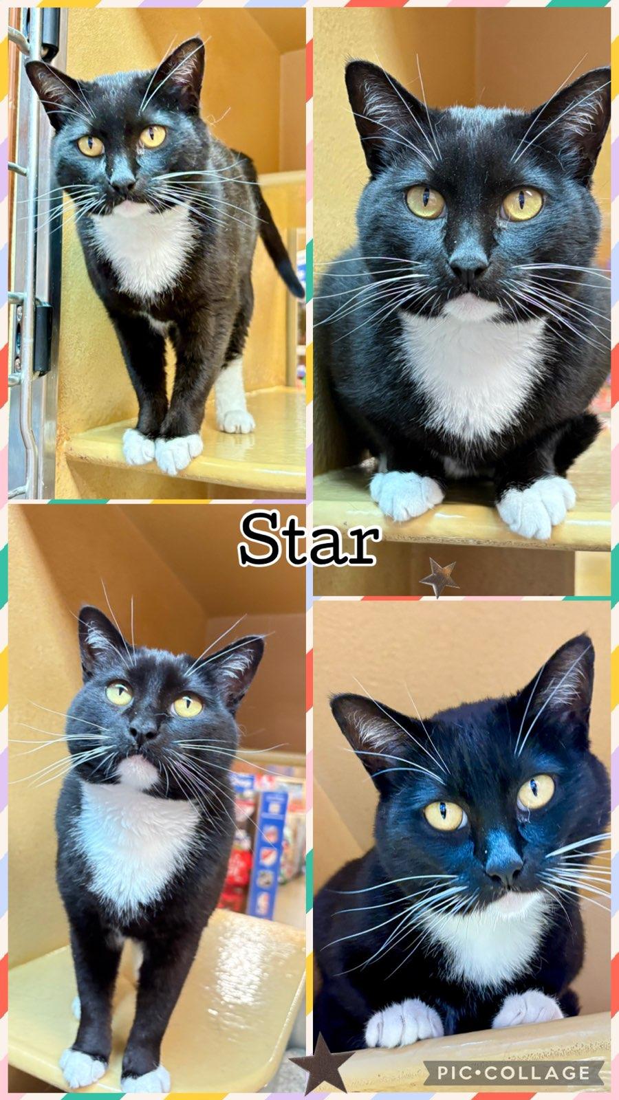 STAR, ADOPTABLE, Adult Female Tuxedo.