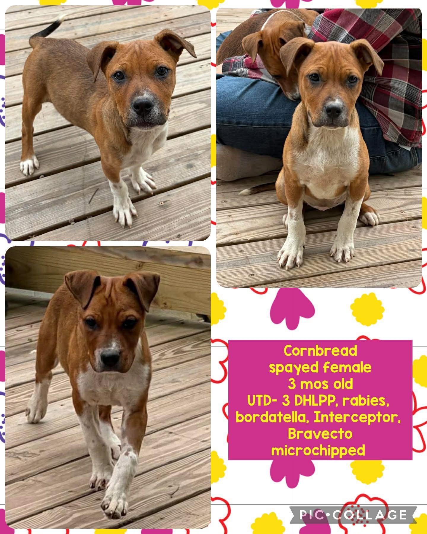 Enlarge Cornbread, a Adoptable Mixed Breed in Ossining, NY image 1/1