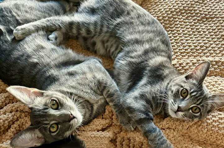 Les and Lucie - Brother & Sister Bonded Pair, a Adoptable Domestic Short Hair in Orange, CA image 6/6