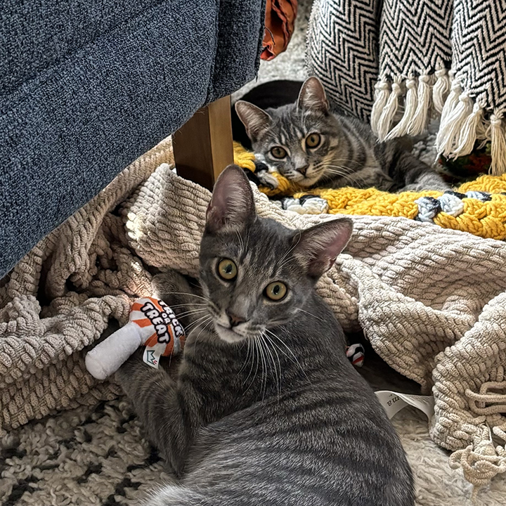 Les and Lucie - Brother & Sister Bonded Pair, a Adoptable Domestic Short Hair in Orange, CA image 4/6