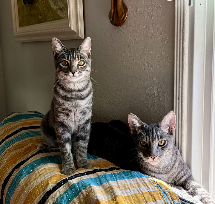 Les and Lucie - Brother & Sister Bonded Pair, a Adoptable Domestic Short Hair in Orange, CA image 1/6
