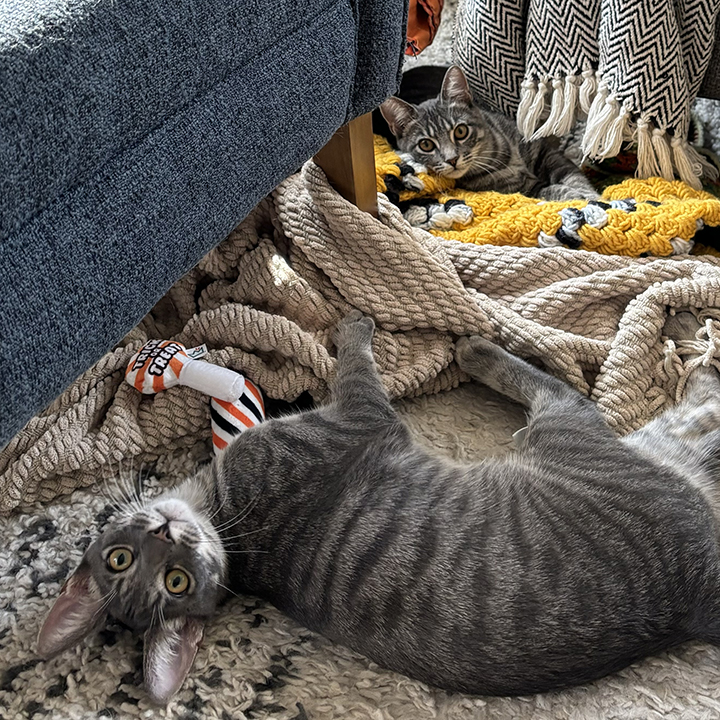 Les and Lucie - Brother & Sister Bonded Pair, a Adoptable Domestic Short Hair in Orange, CA image 5/6