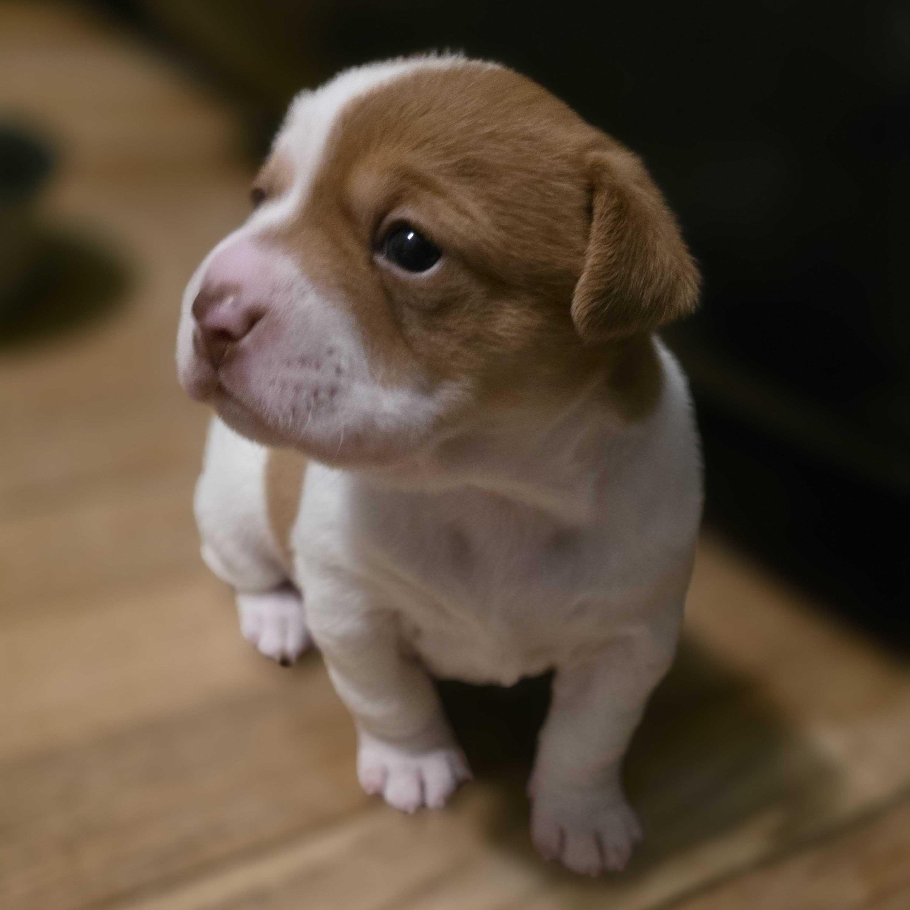 Enlarge Penny, a ADOPTABLE Mixed Breed in Cedar Rapids, IA image 1/6