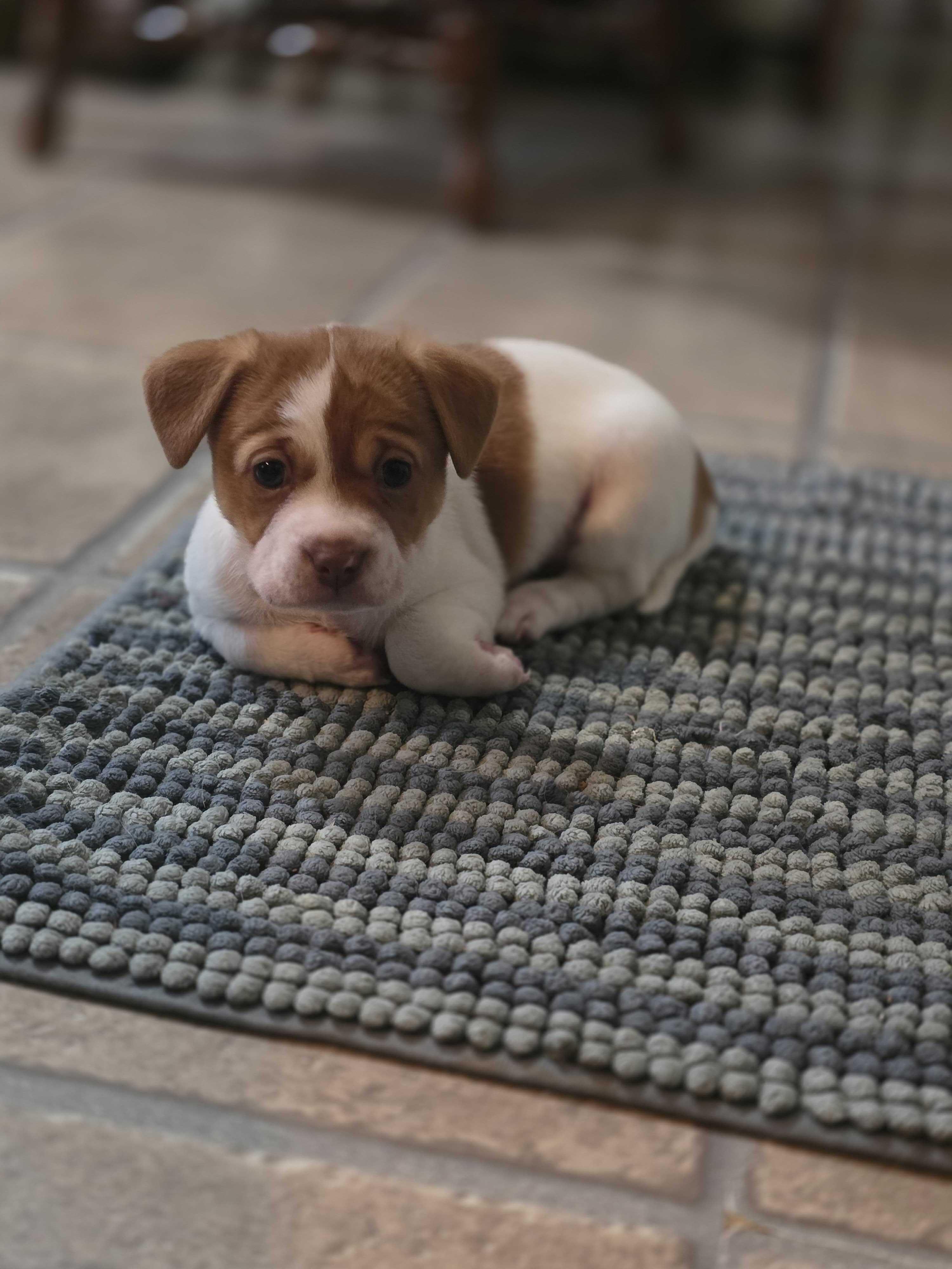Enlarge Penny, a ADOPTABLE Mixed Breed in Cedar Rapids, IA image 2/6