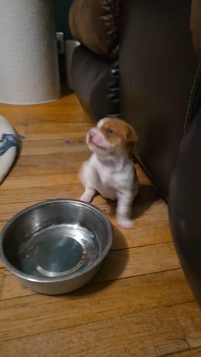 Enlarge Penny, a ADOPTABLE Mixed Breed in Cedar Rapids, IA video 6/6