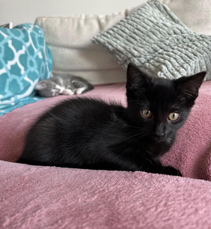 Hilda, Adoptable, Kitten Female Domestic Short Hair.