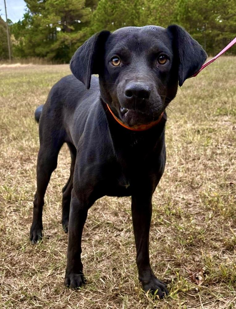 Enlarge Stitch, a Adoptable mixed breed in Jackson, GA image 1/4
