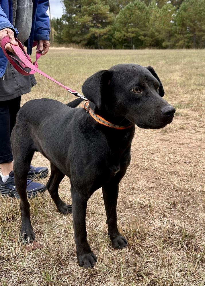 Enlarge Stitch, a Adoptable mixed breed in Jackson, GA image 2/4