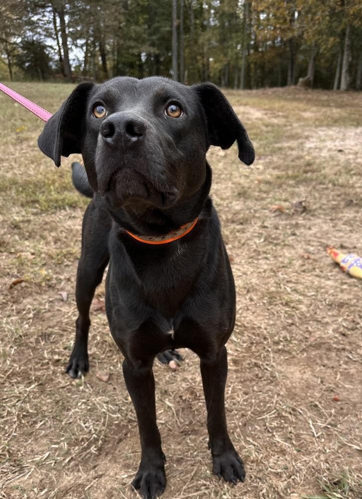 Enlarge Stitch, a Adoptable mixed breed in Jackson, GA image 3/4