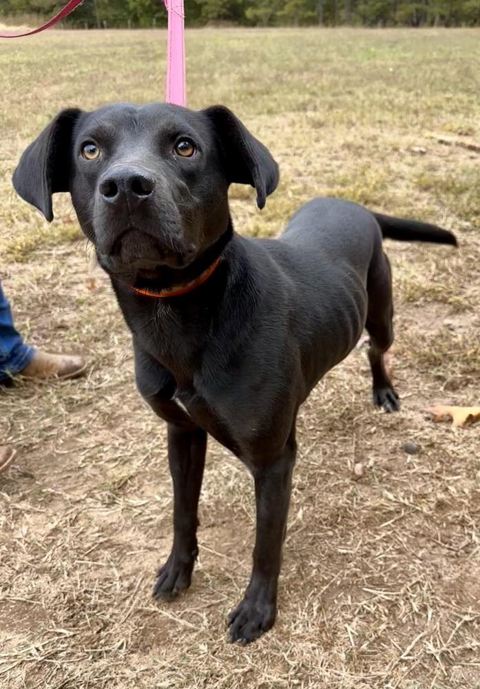 Enlarge Stitch, a Adoptable mixed breed in Jackson, GA image 4/4