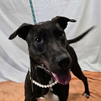 Blossom, a Adoptable mixed breed in Milledgeville, GA image 1/4