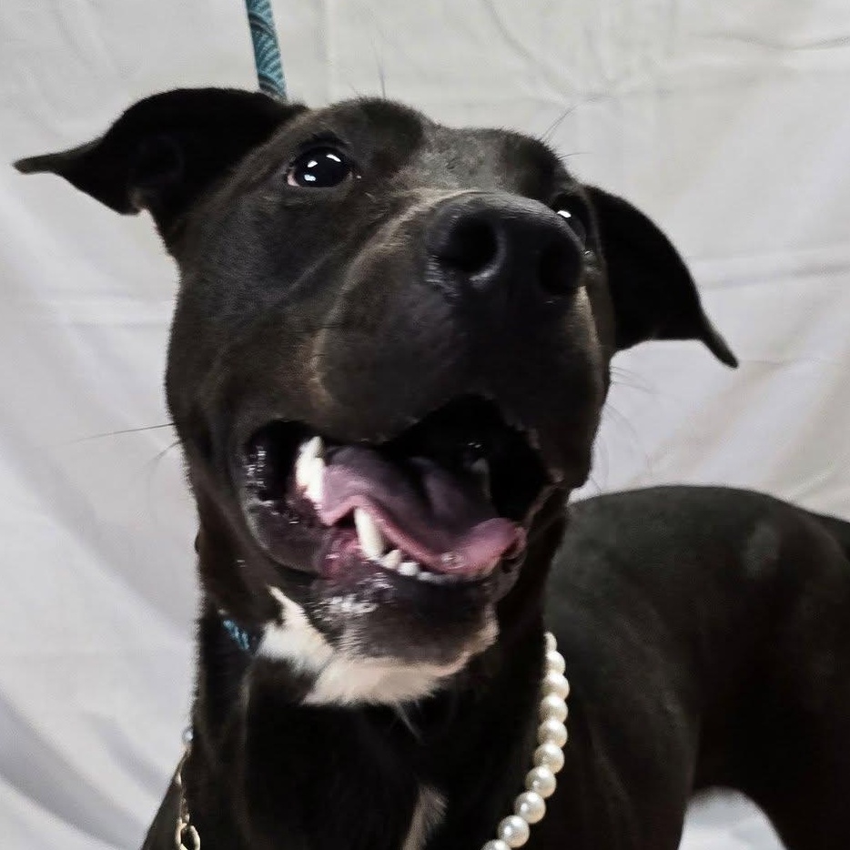 Blossom, a Adoptable mixed breed in Milledgeville, GA image 3/4