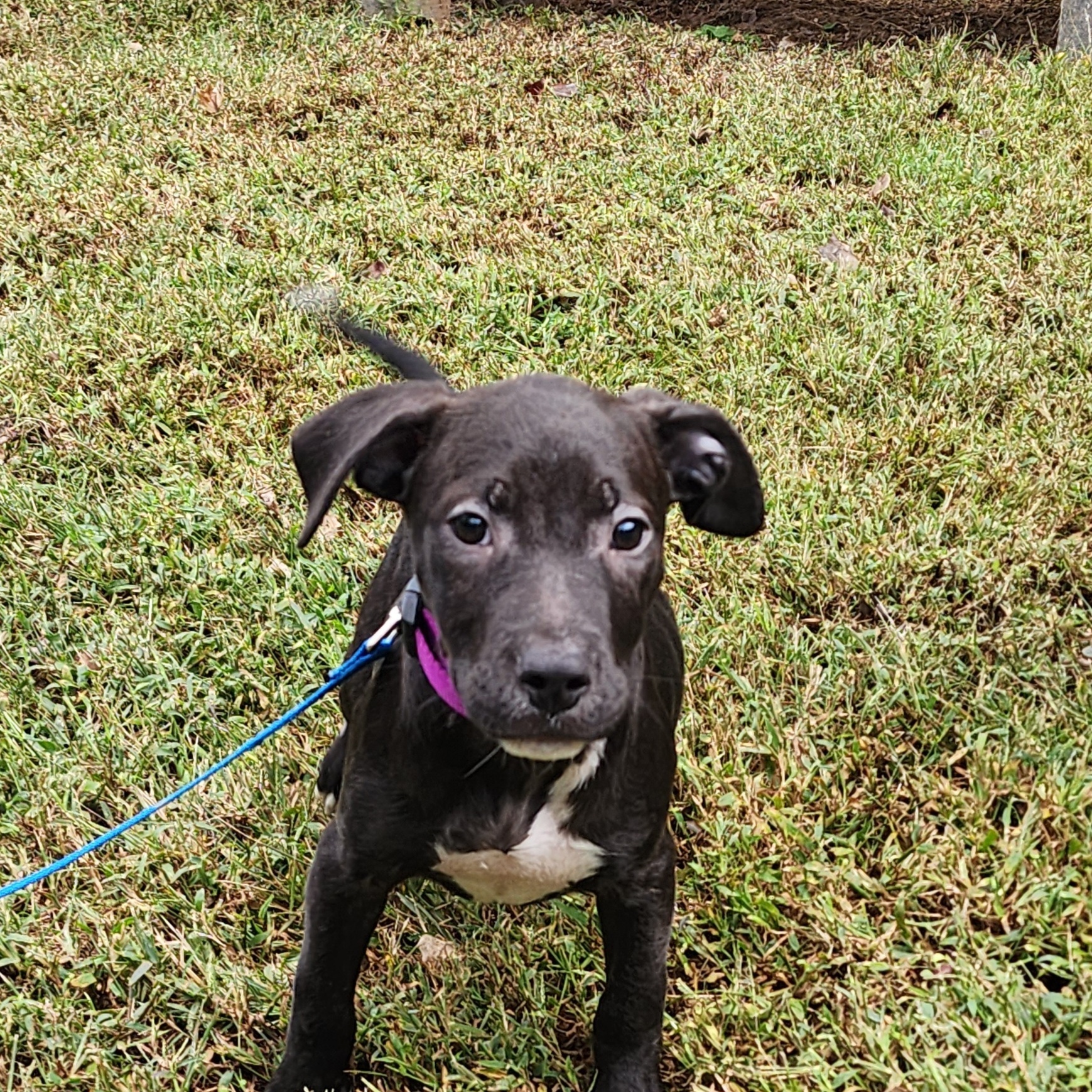 Blossom, a Adoptable mixed breed in Milledgeville, GA image 4/4