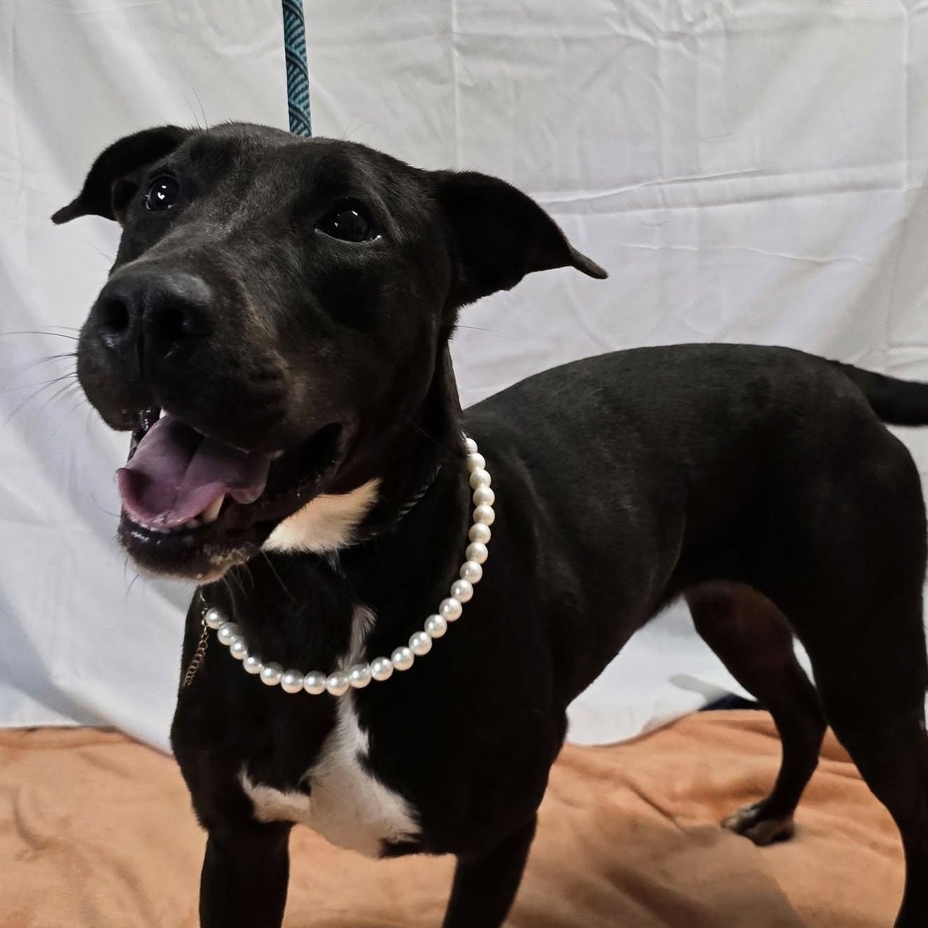 Blossom, a Adoptable mixed breed in Milledgeville, GA image 2/4