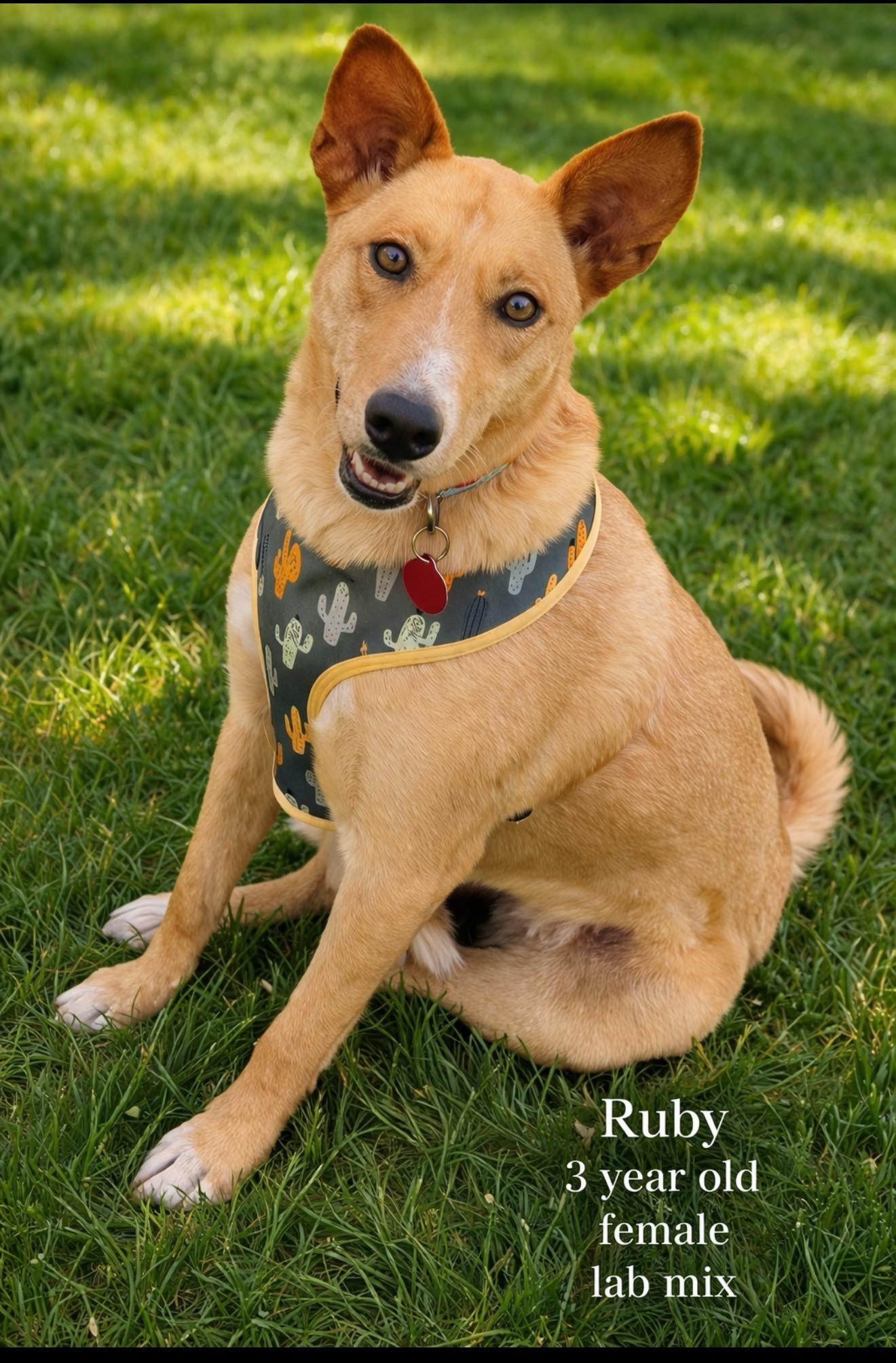 RUBY  – 3 YEAR FEMALE LAB MIX , Adoptable, Adult Female Labrador Retriever.