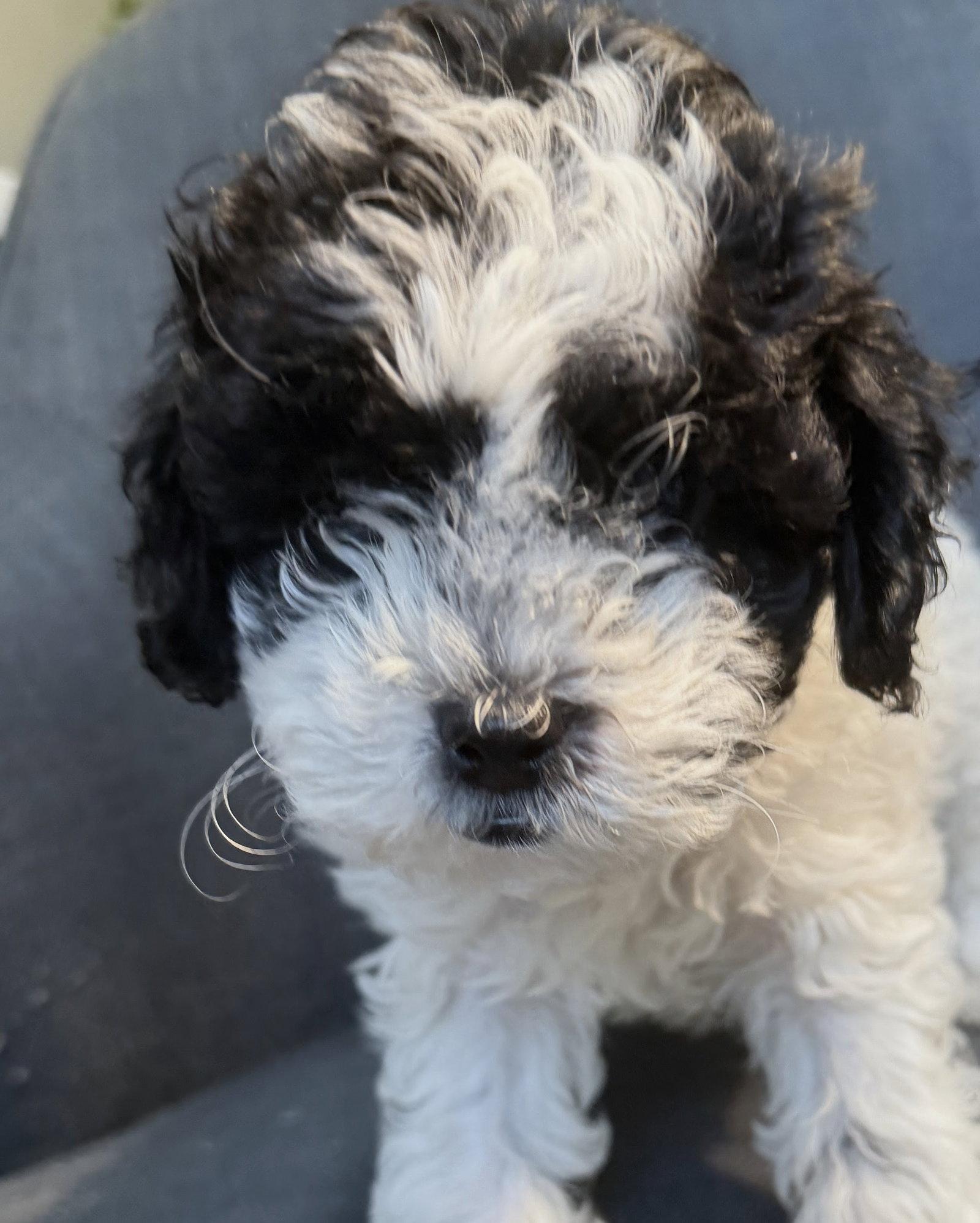 Linus, Adopted, Puppy Male Shih Tzu & Poodle.