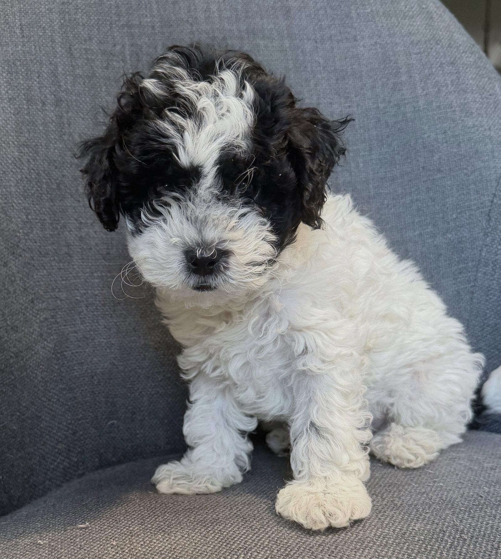 Linus, a Adopted mixed breed in Oakland Park, FL image 2/2