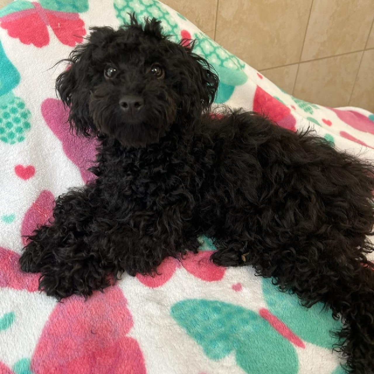 Rowdy, an adoptable Poodle (Toy) in Bartonsville, PA image 1/5