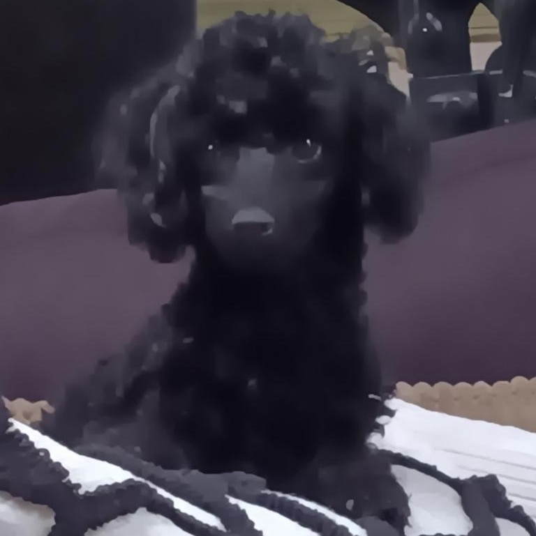 Rowdy, an adoptable Poodle (Toy) in Bartonsville, PA image 2/5