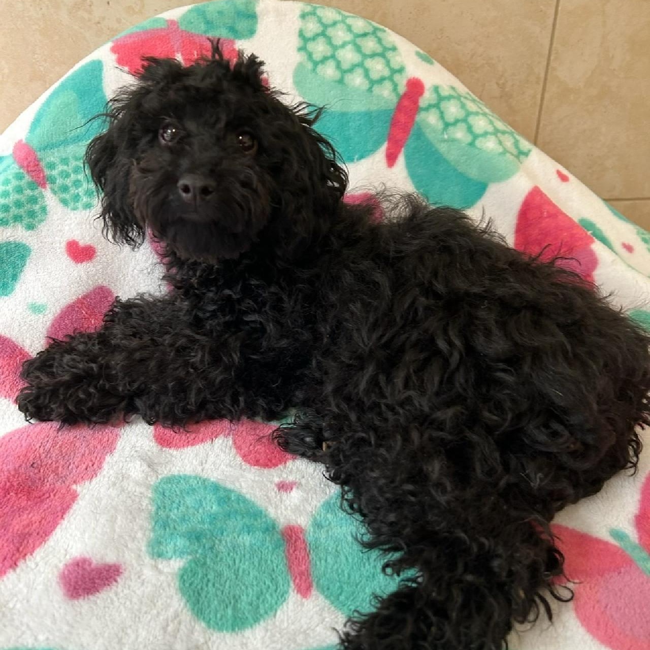 Rowdy, an adoptable Poodle (Toy) in Bartonsville, PA image 3/5