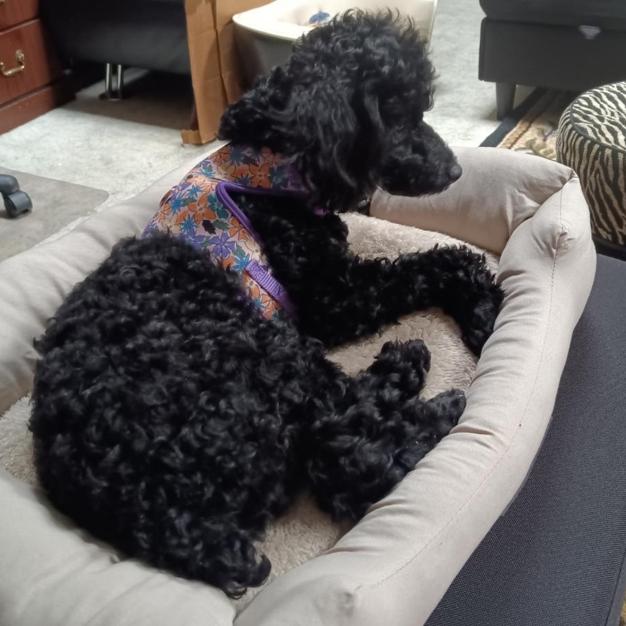 Rowdy, an adoptable Poodle (Toy) in Bartonsville, PA image 4/5