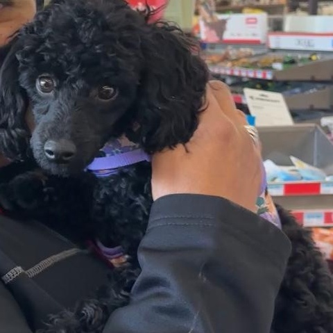 Rowdy, an adoptable Poodle (Toy) in Bartonsville, PA image 5/5