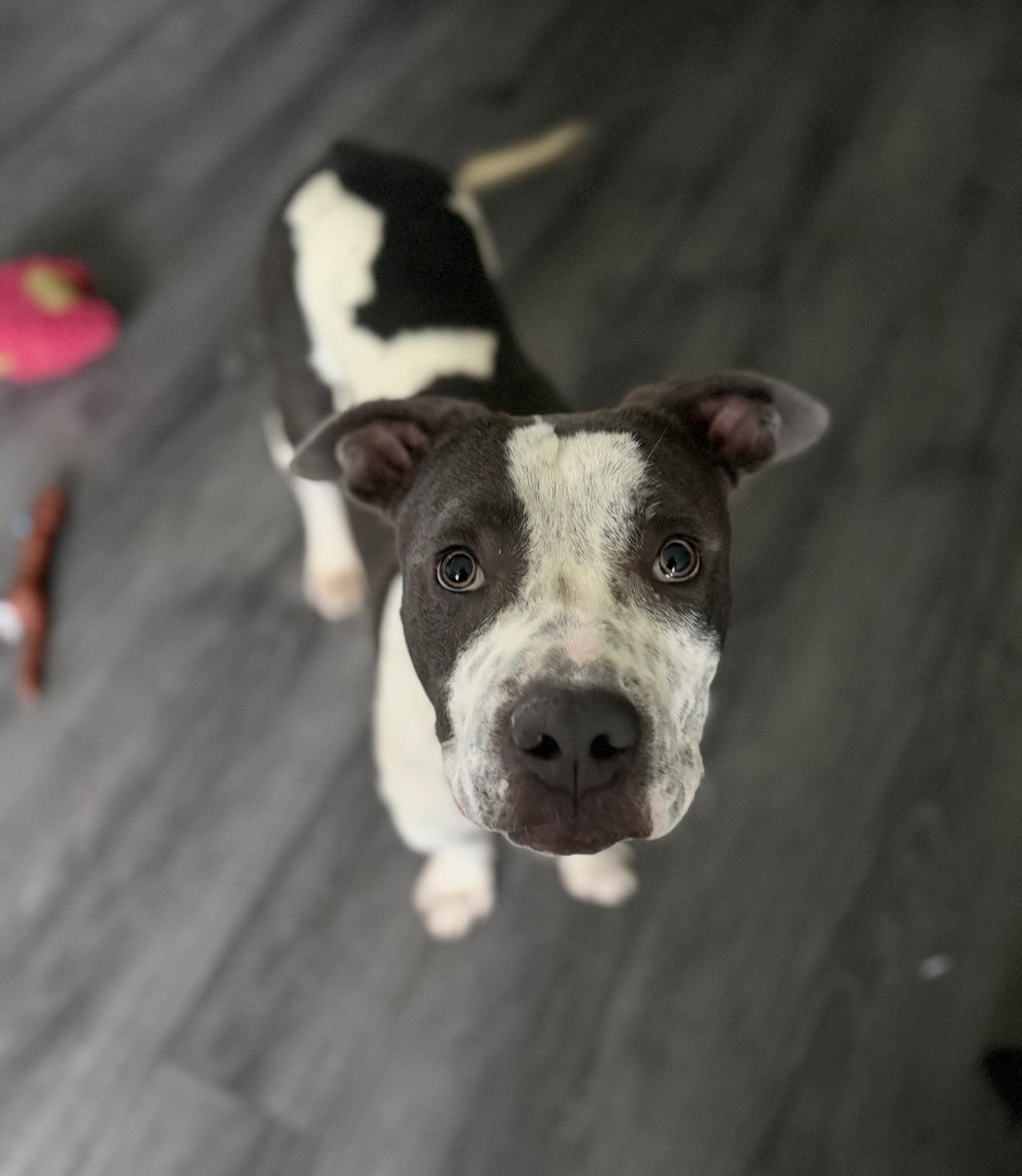 Enlarge Jordan, a Adoptable mixed breed in Huntington Beach, CA image 2/3