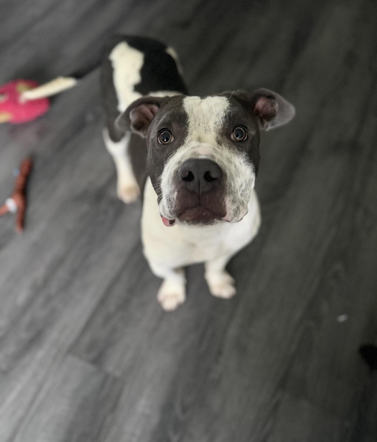 Enlarge Jordan, a Adoptable mixed breed in Huntington Beach, CA image 1/3