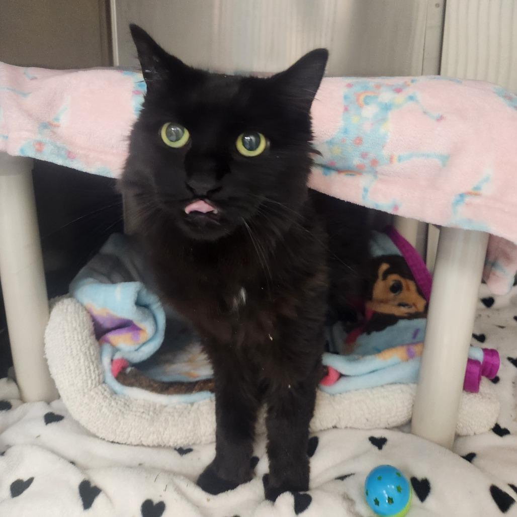 Java, Adoptable, Senior Female Domestic Short Hair.